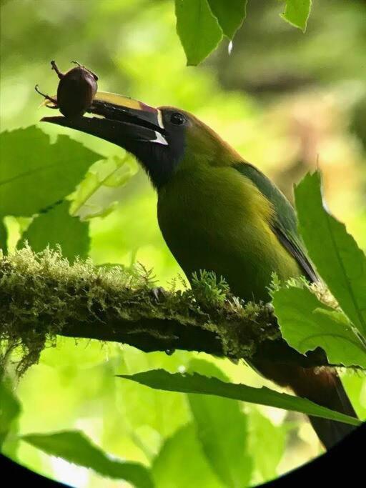 Casa Euphonia モンテベルデ エクステリア 写真